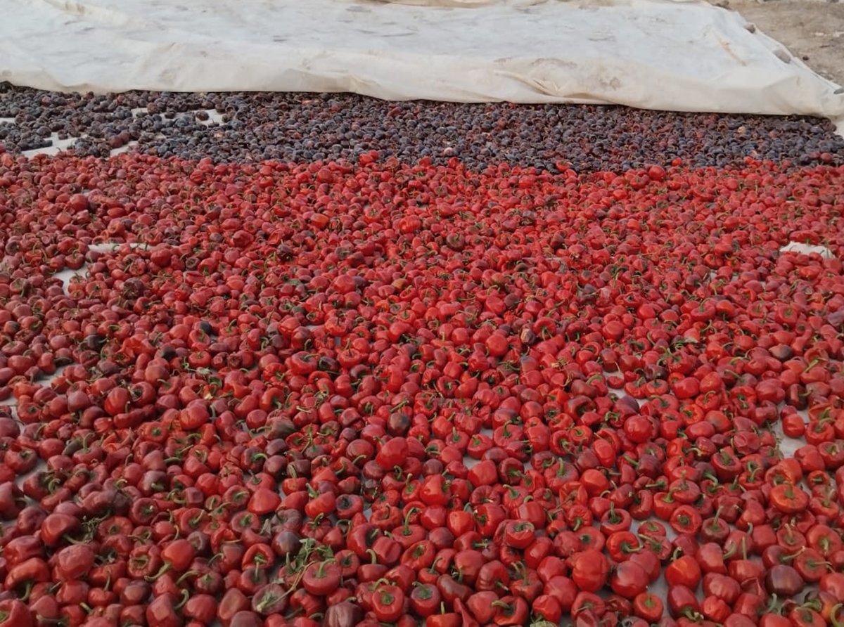 chile cascabel tolim´n Jalisco 1