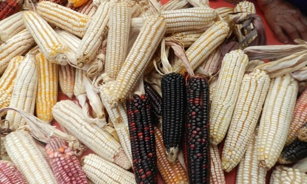 maíz criollo ganadería