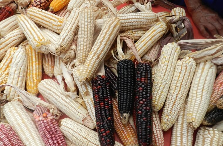 maíz criollo ganadería