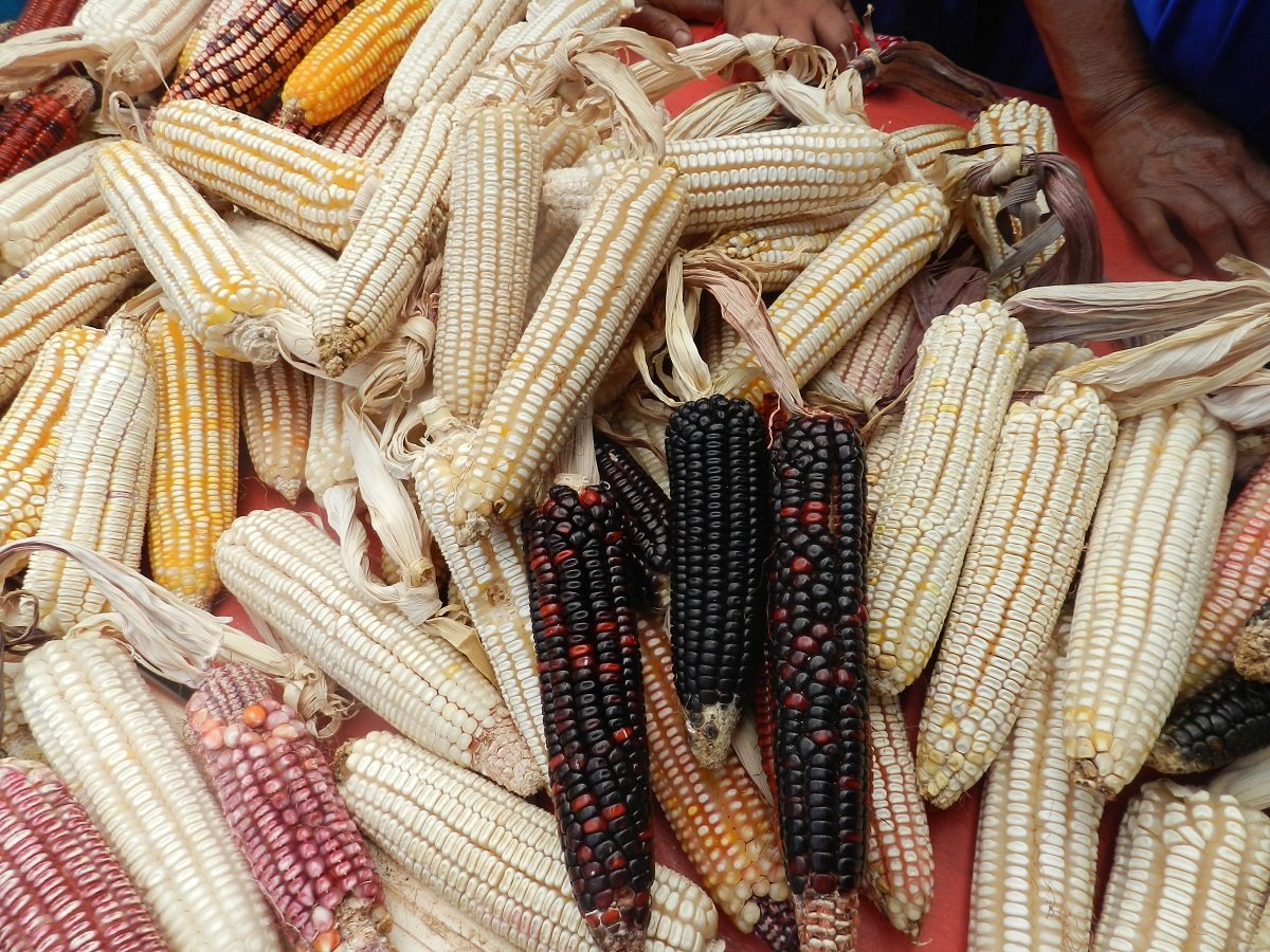 maíz criollo ganadería