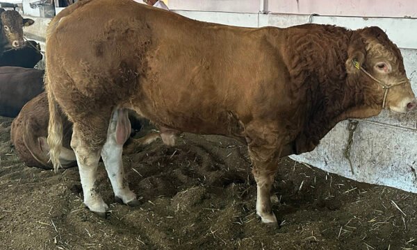 consumo carne mexico