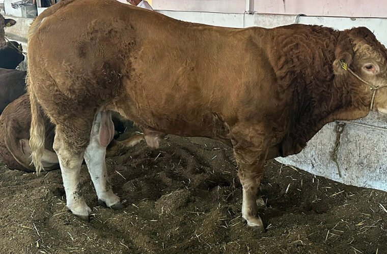 consumo carne mexico