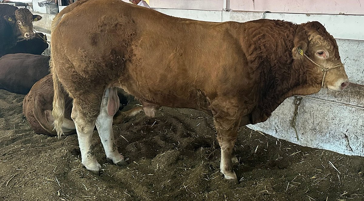 consumo carne mexico