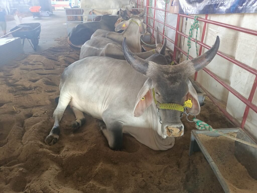 consumo carne mexico