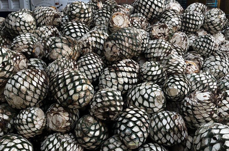 consumo de agave exportación de tequila