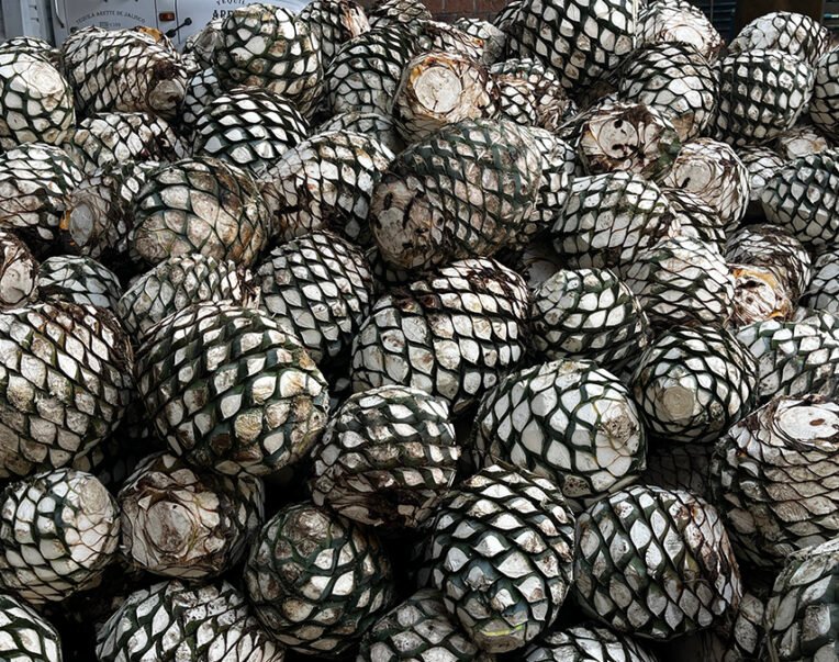 consumo de agave exportación de tequila