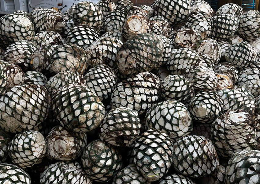 consumo de agave exportación de tequila
