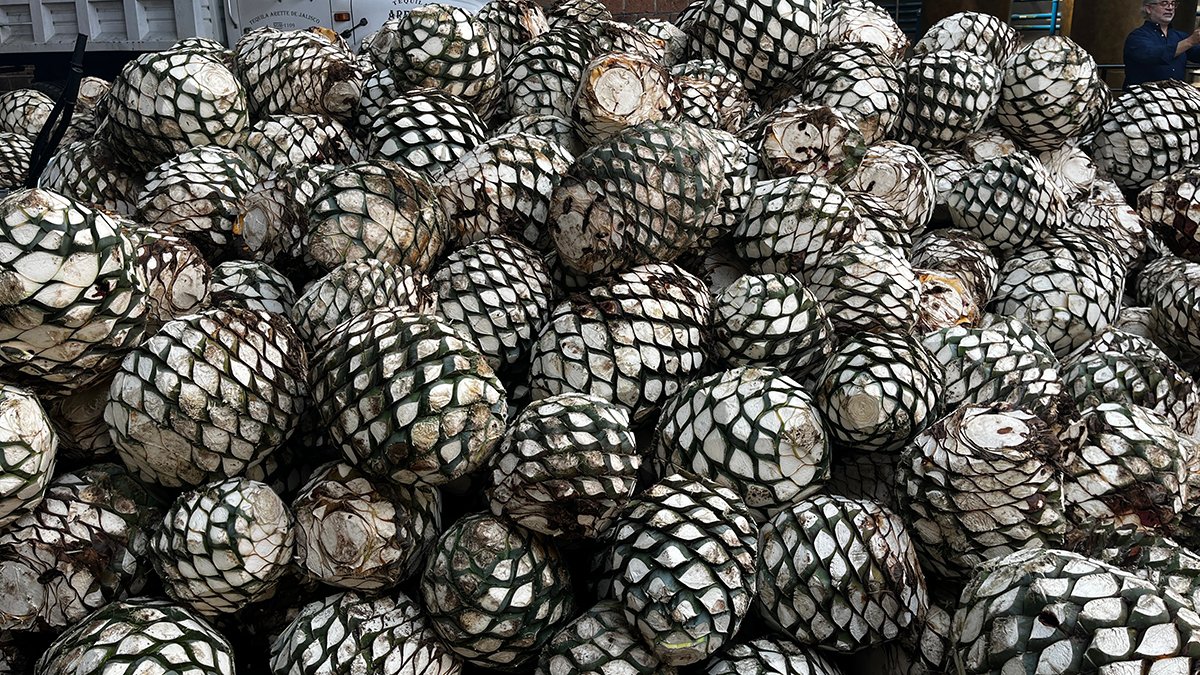 consumo de agave exportación de tequila