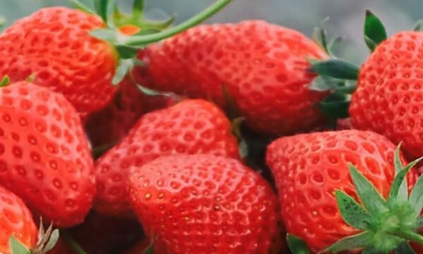 Fresas Aneberris Estados Unidos
