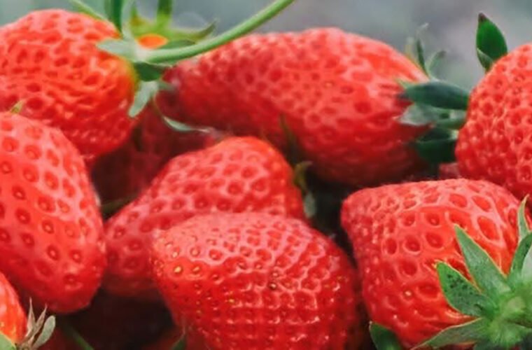 Fresas Aneberris Estados Unidos