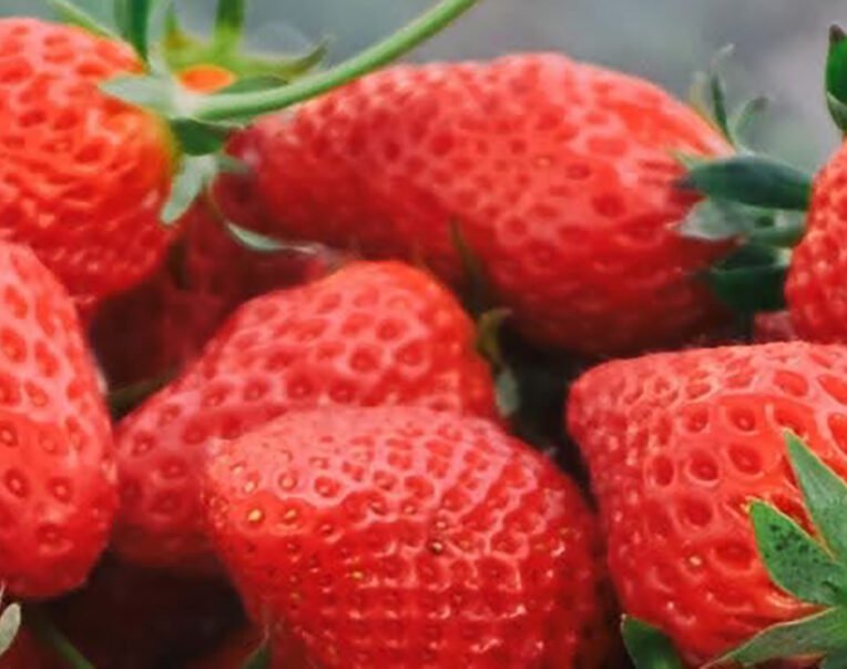Fresas Aneberris Estados Unidos