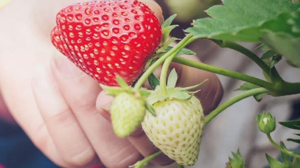 Fresas Aneberris Estados Unidos
