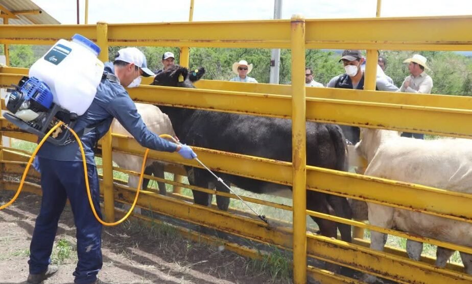 gusano barrenador Jalisco Michoacán