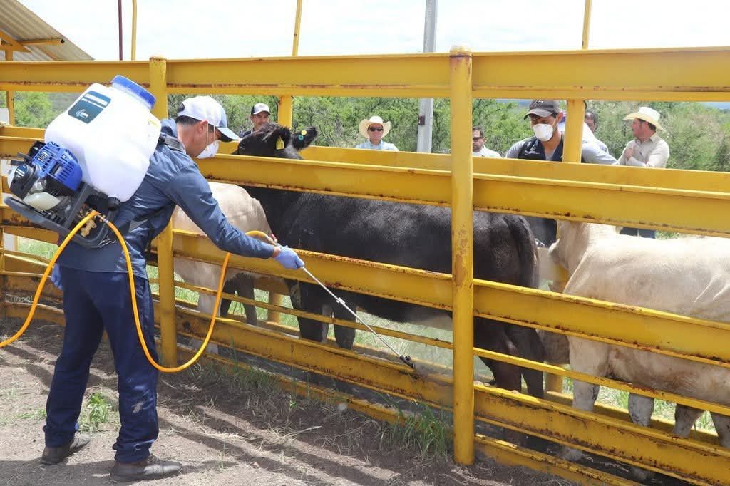 gusano barrenador Jalisco Michoacán