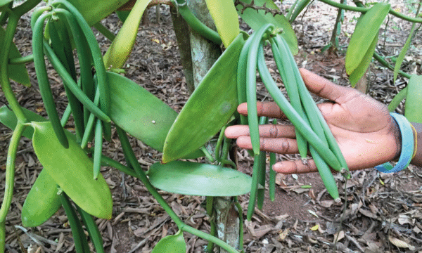 vainilla costa de jalisco