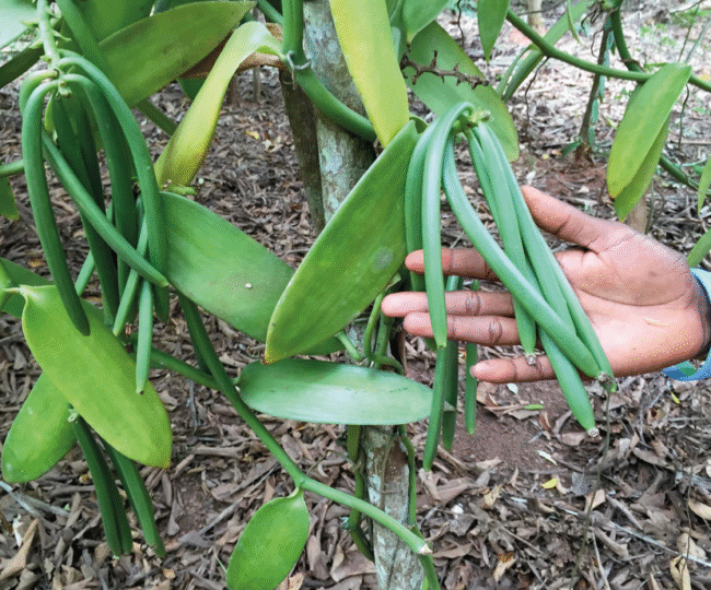 vainilla costa de jalisco