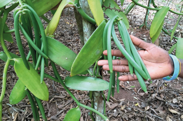 vainilla costa de jalisco