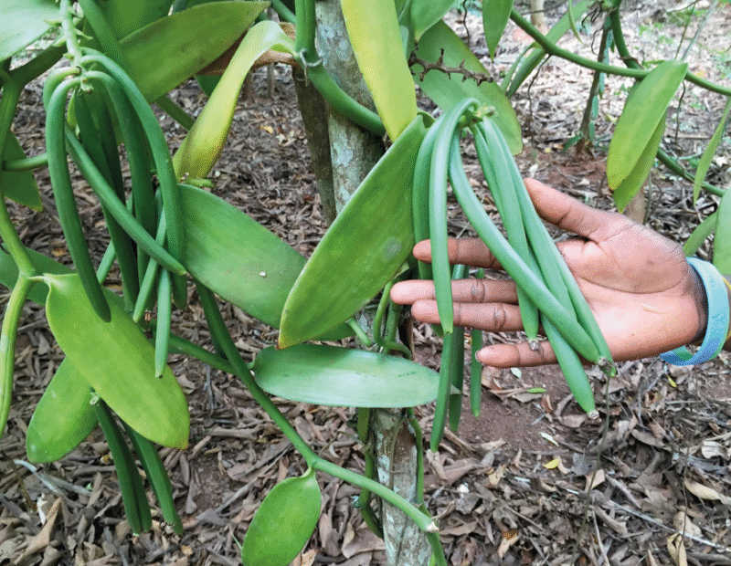 vainilla costa de jalisco