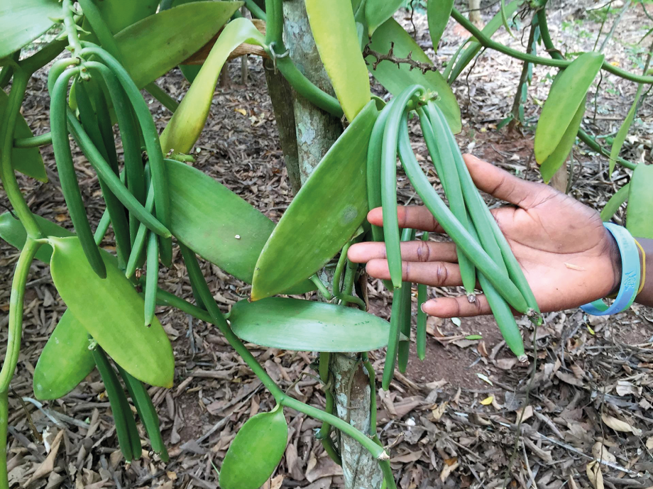 vainilla costa de jalisco