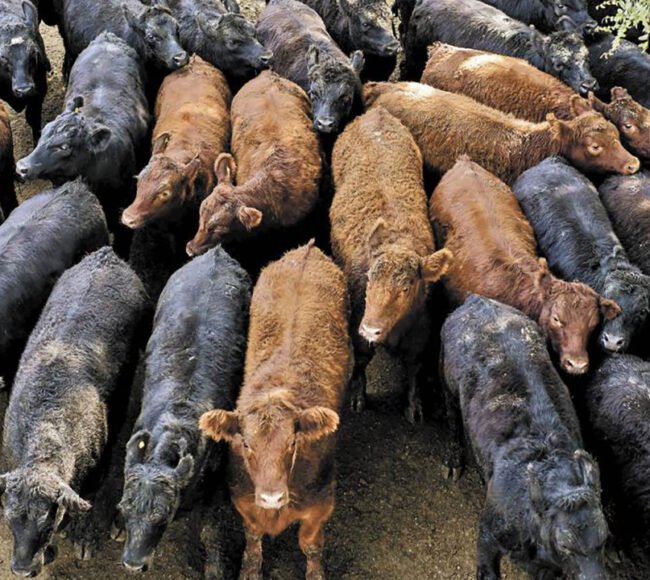 ganaderos chihuahua