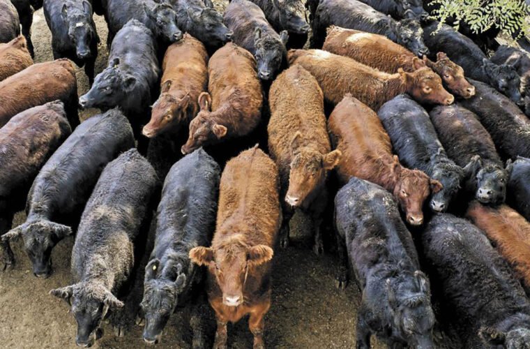 ganaderos chihuahua