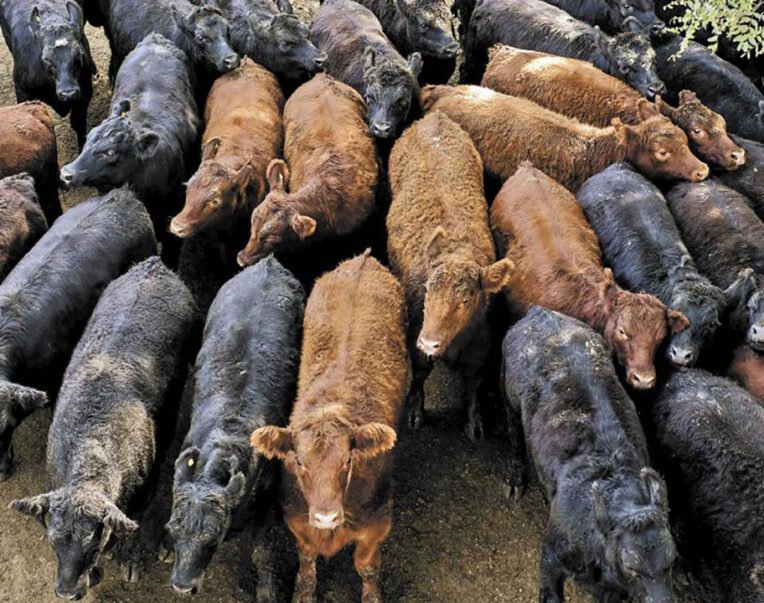ganaderos chihuahua