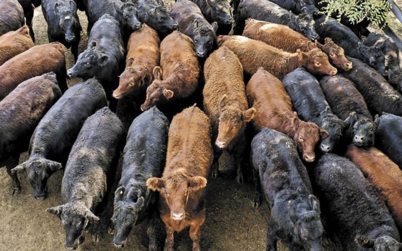 ganaderos chihuahua