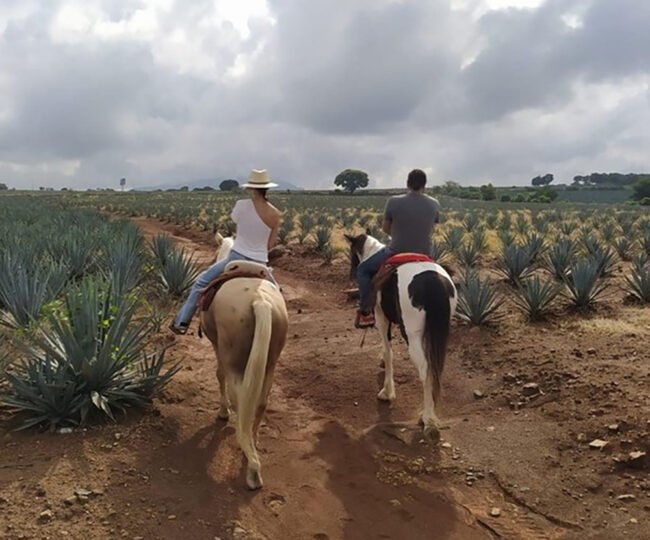ruta del tequila