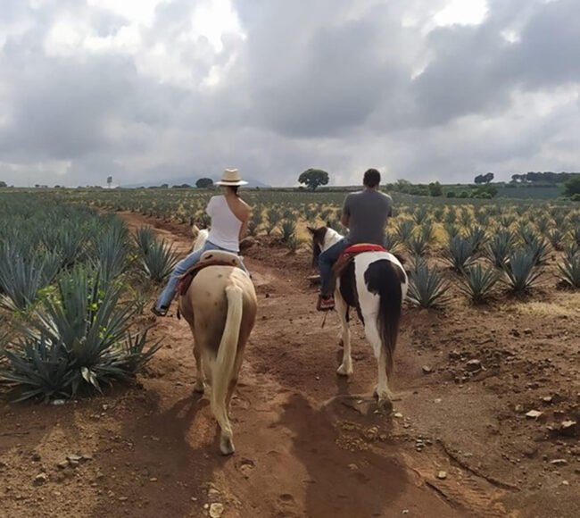 ruta del tequila
