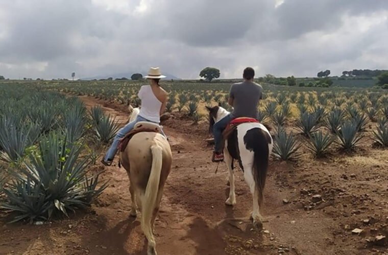 ruta del tequila