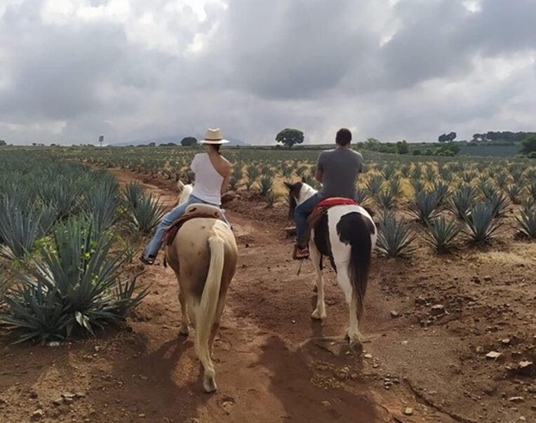 ruta del tequila
