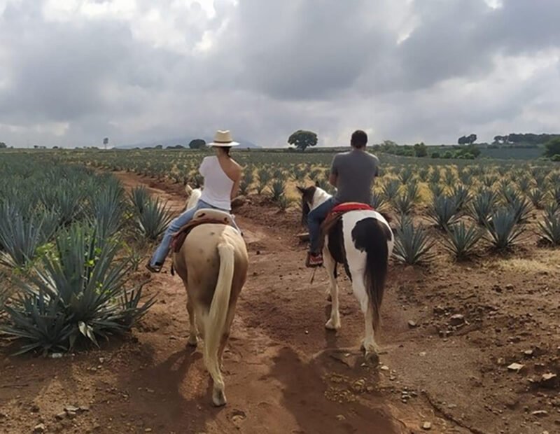 ruta del tequila