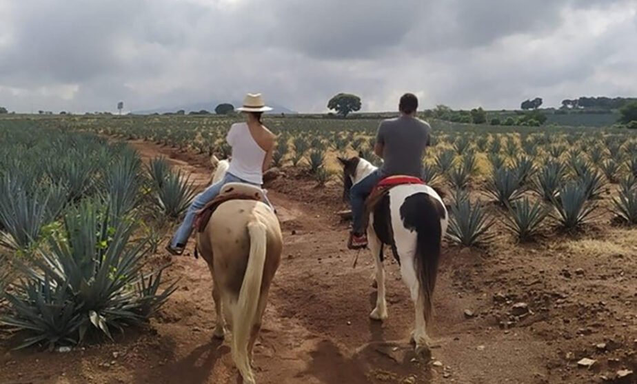 ruta del tequila
