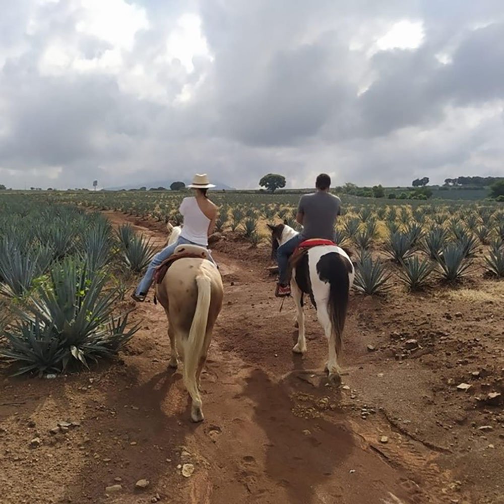 ruta del tequila