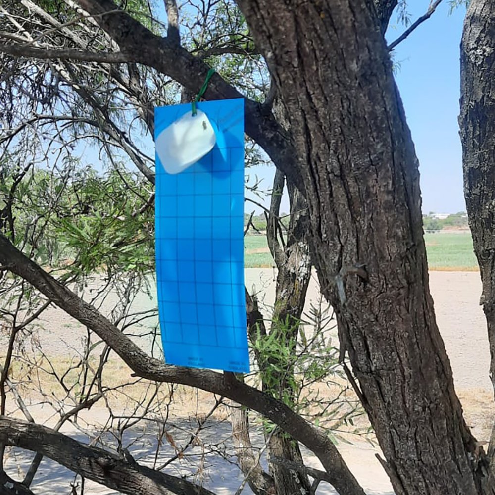 trampas gusano barrenador del ganado Jalisco