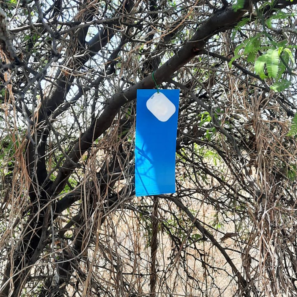 trampas gusano barrenador del ganado Jalisco