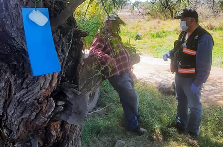 trampas gusano barrenador del ganado Jalisco