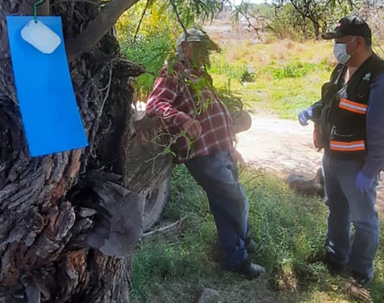trampas gusano barrenador del ganado Jalisco