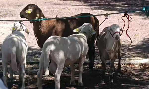 ovinos genétca la piedad