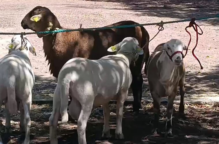 ovinos genétca la piedad