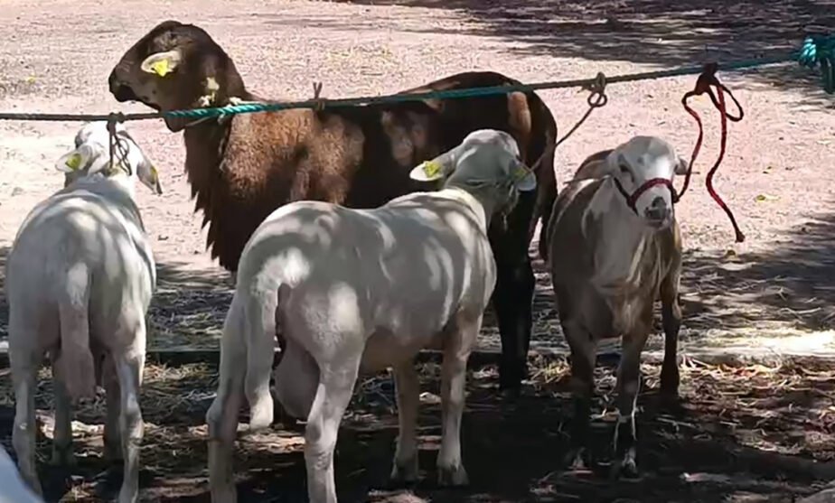 ovinos genétca la piedad