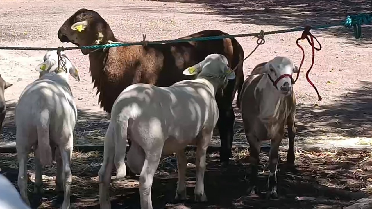 ovinos genétca la piedad