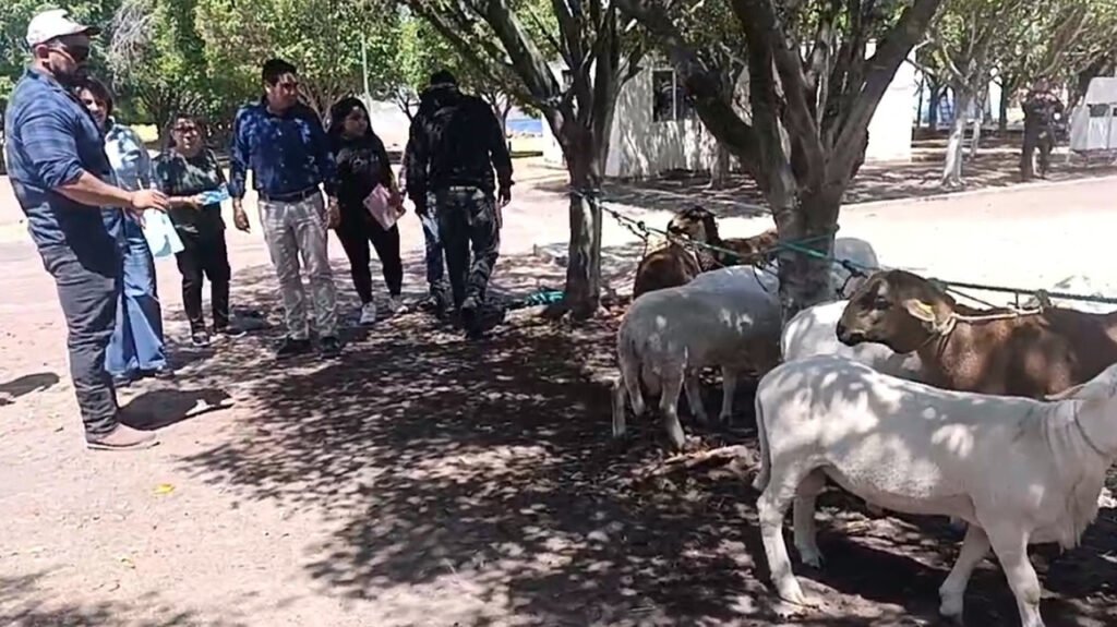 ovinos genétca la piedad