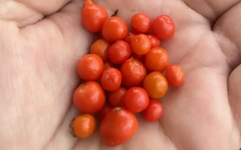 chiltepín