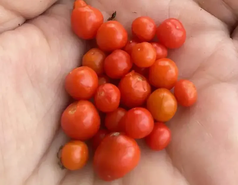 chiltepín