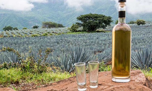 exportaciones tequila producción 100% agave