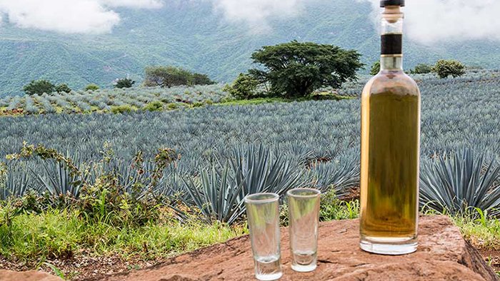 exportaciones tequila producción 100% agave