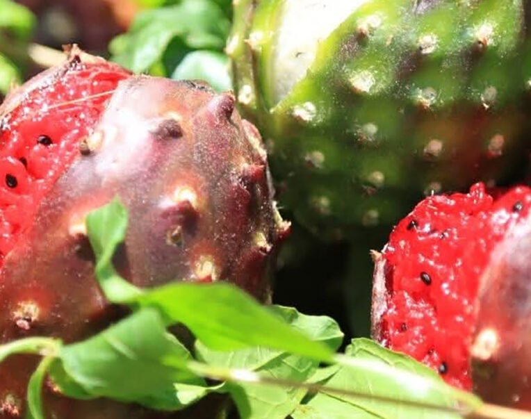 pitayas jalisco