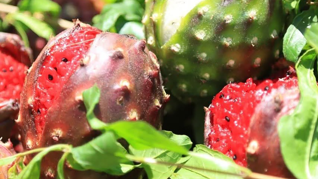pitayas jalisco