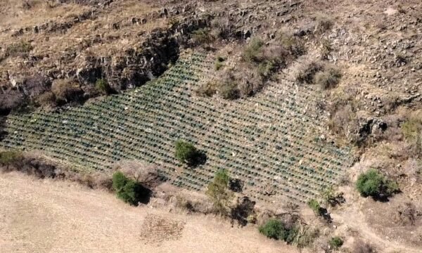 agave desmonte tala